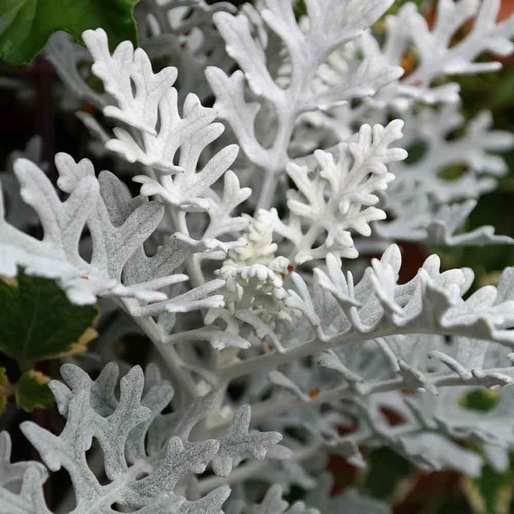 Cineraria maritima Silver Dust (Senecio cineraria) - VERDENA-25 - 30 cm inaltime in ghiveci de 2 L