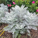 Cineraria maritima Silver Dust (Senecio cineraria) - VERDENA-25 - 30 cm inaltime in ghiveci de 2 L