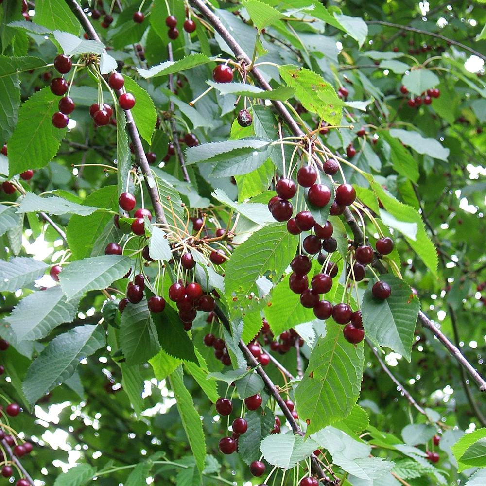 Cires dulce Kordia, Tulpina 50 cm inaltime, in ghiveci de 5L