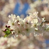 Cires japonez Autumnalis Rosea, 80-100 cm la livrare, in ghiveci de 7.5 L