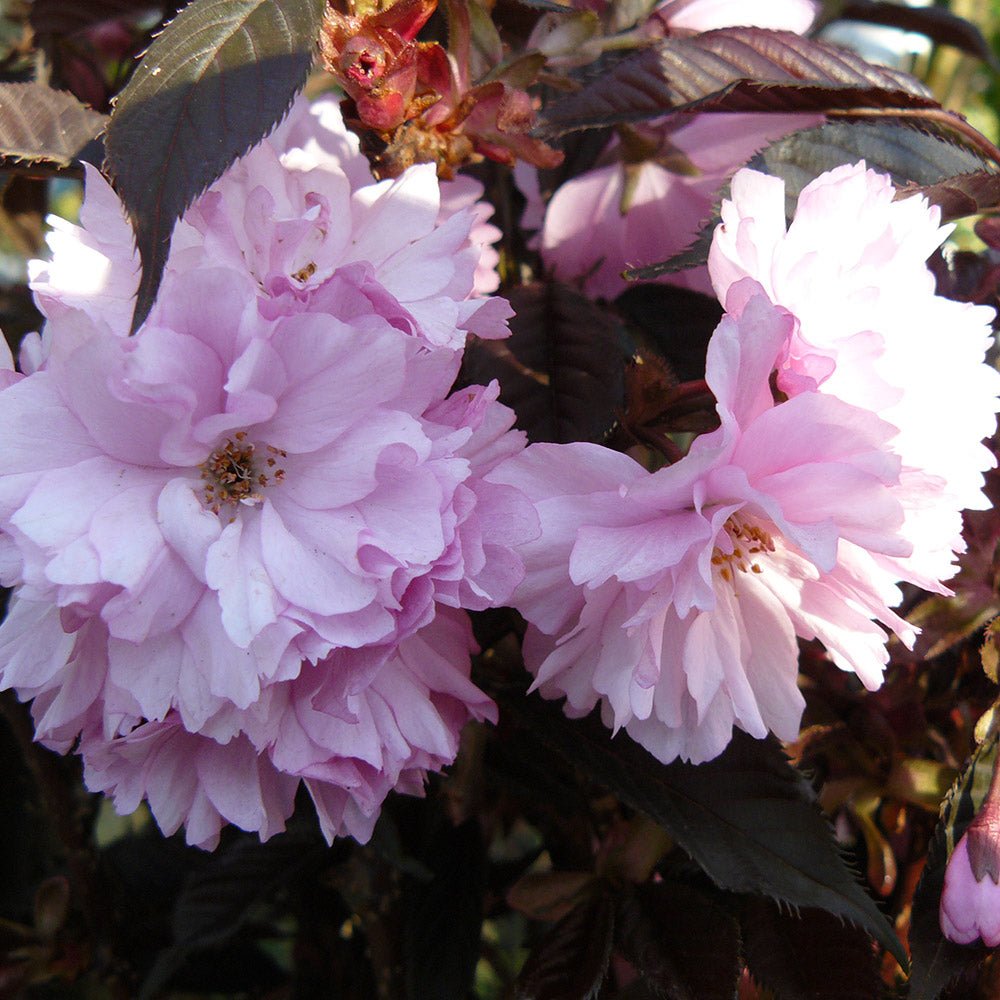 Cires Japonez Royal Burgundy, cu flori roz-albe si frunze burgundi