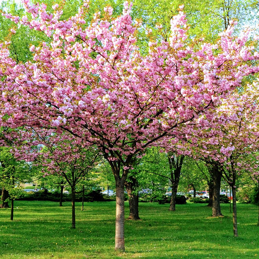 Cires japonez Triloba, Tulpina de 80 cm la livrare, in ghiveci de 4 L