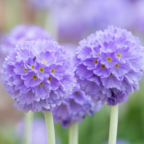 Ciubotica Cucului (Primula) Blue Selection