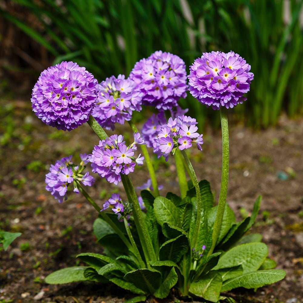 Ciubotica cucului (Primula) - VERDENA-25-30 cm inaltime livrat in ghiveci de 1.1 L