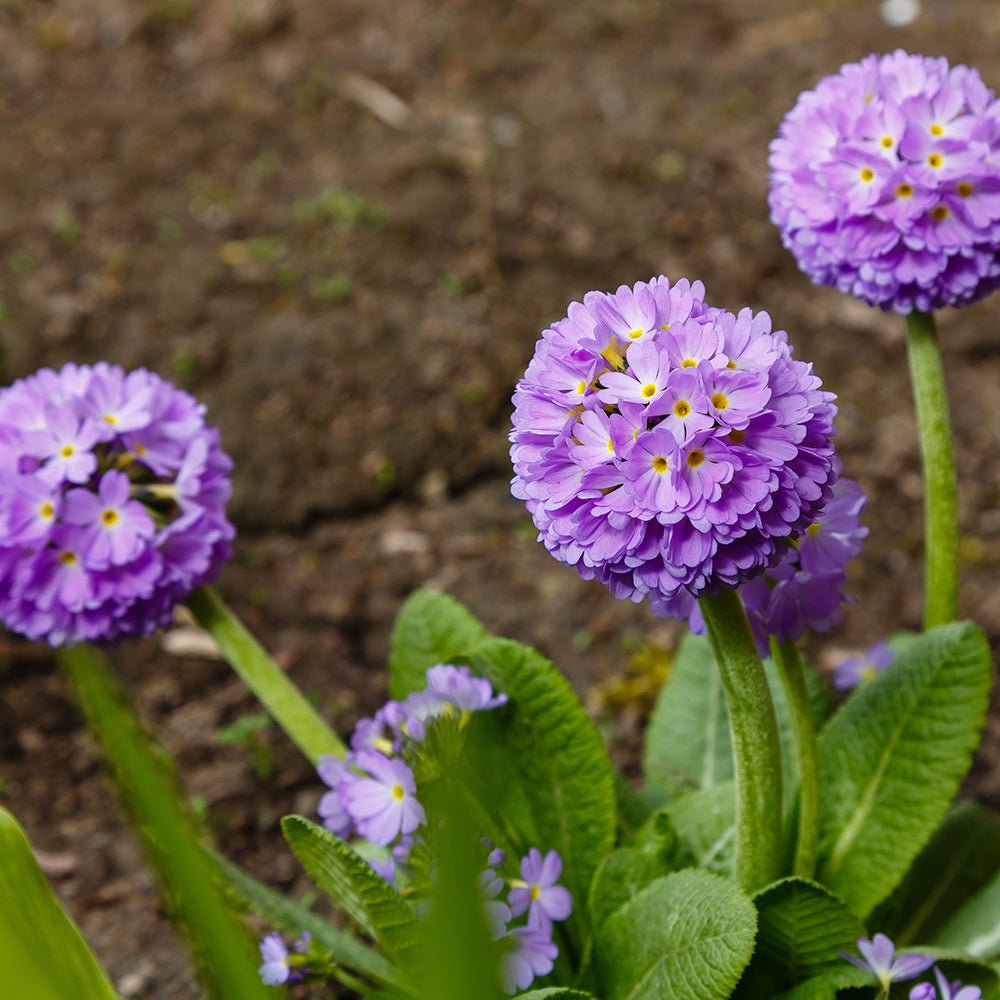 Ciubotica cucului (Primula) - VERDENA-25-30 cm inaltime livrat in ghiveci de 1.1 L