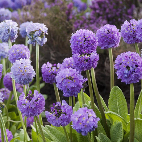 Ciubotica cucului (Primula) Blue Selection - VERDENA-25-30 cm inaltime livrat in ghiveci de 1.1 L