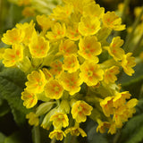 Ciubotica cucului (Primula) Cabrillo Dark/Yellow - VERDENA-20-25 cm inaltime livrat in ghiveci de 1.1 L