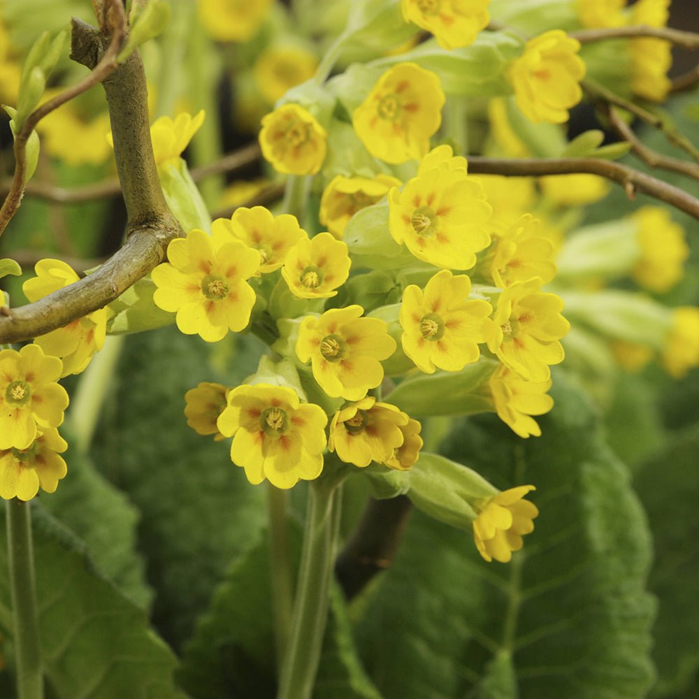 Ciubotica cucului (Primula) Cabrillo Dark/Yellow - VERDENA-20-25 cm inaltime livrat in ghiveci de 1.1 L