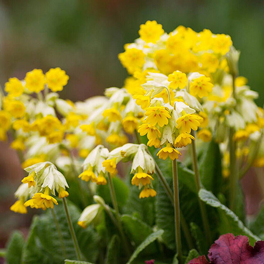 Ciubotica cucului (Primula) Cabrillo Dark/Yellow - VERDENA-20-25 cm inaltime livrat in ghiveci de 1.1 L