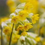 Ciubotica cucului (Primula) Cabrillo Dark/Yellow - VERDENA-20-25 cm inaltime livrat in ghiveci de 1.1 L