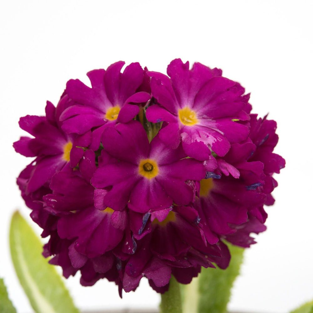 Ciubotica cucului (Primula) Rubin - VERDENA-25-30 cm inaltime livrat in ghiveci de 1.1 L