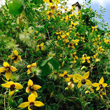 Clematis Bill MacKenzie, 60- 100 inaltime, in ghiveci de 2L