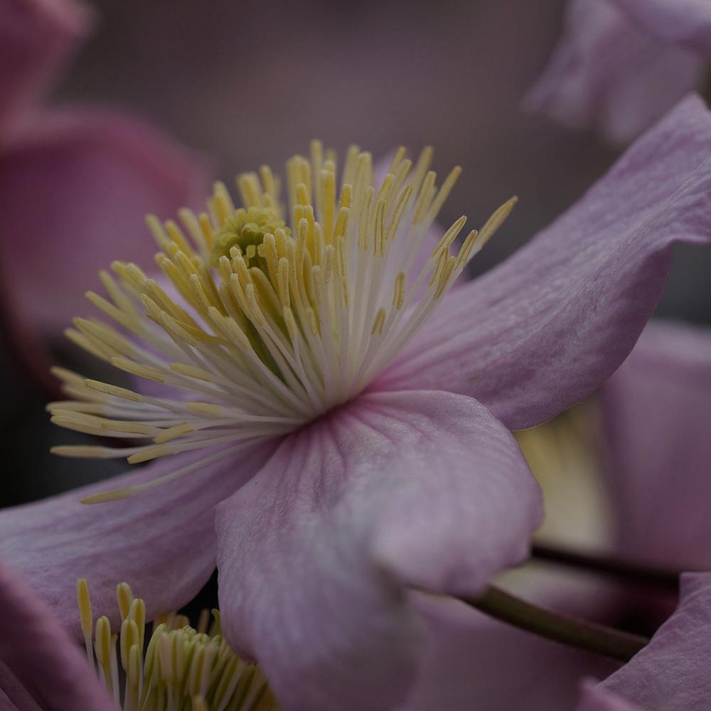 Clematis de munte Mayleen, 40-  60 inaltime, in ghiveci de 2L