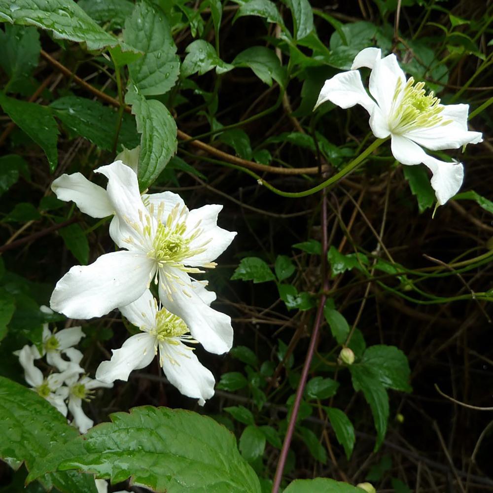 Clematis de munte Wilsonii, 40-  60 inaltime, in ghiveci de 2L