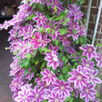 Clematis Dr. Ruppel - VERDENA-65 cm la livrare in ghiveci cu Ø de 15 cm