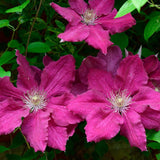 Clematis Ernest Markham - VERDENA-65 cm inaltime in ghiveci de 2 L