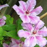 Clematis Girenas, 80- 100 inaltime, in ghiveci de 2L