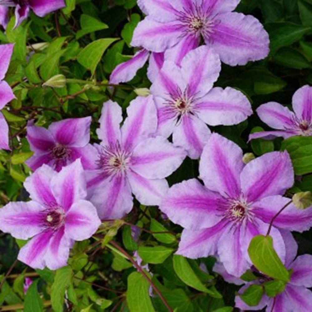 Clematis Girenas, 80- 100 inaltime, in ghiveci de 2L