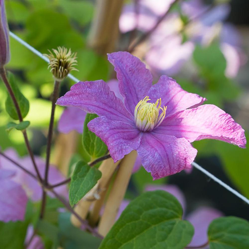 Clematis Hibrid Comtesse de Bouchaud, 40-  60 inaltime, in ghiveci de 2L