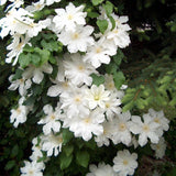 Clematis Hibrid Le Coultre, 40-  60 inaltime, in ghiveci de 2L