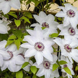 Clematis Hibrid Miss Bateman - VERDENA-30-40 cm inaltime livrat in ghiveci de 0.7 L