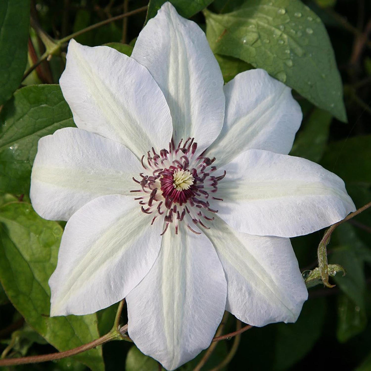 Clematis Hibrid Miss Bateman - VERDENA-30-40 cm inaltime livrat in ghiveci de 0.7 L