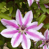 Clematis Hibrid Nelly Moser, 40-  60 inaltime, in ghiveci de 2L