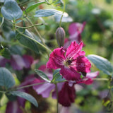 Clematis italiana Rubra, 40-  60 inaltime, in ghiveci de 2L