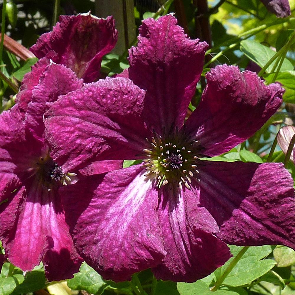 Clematis italiana Rubra, 40-  60 inaltime, in ghiveci de 2L