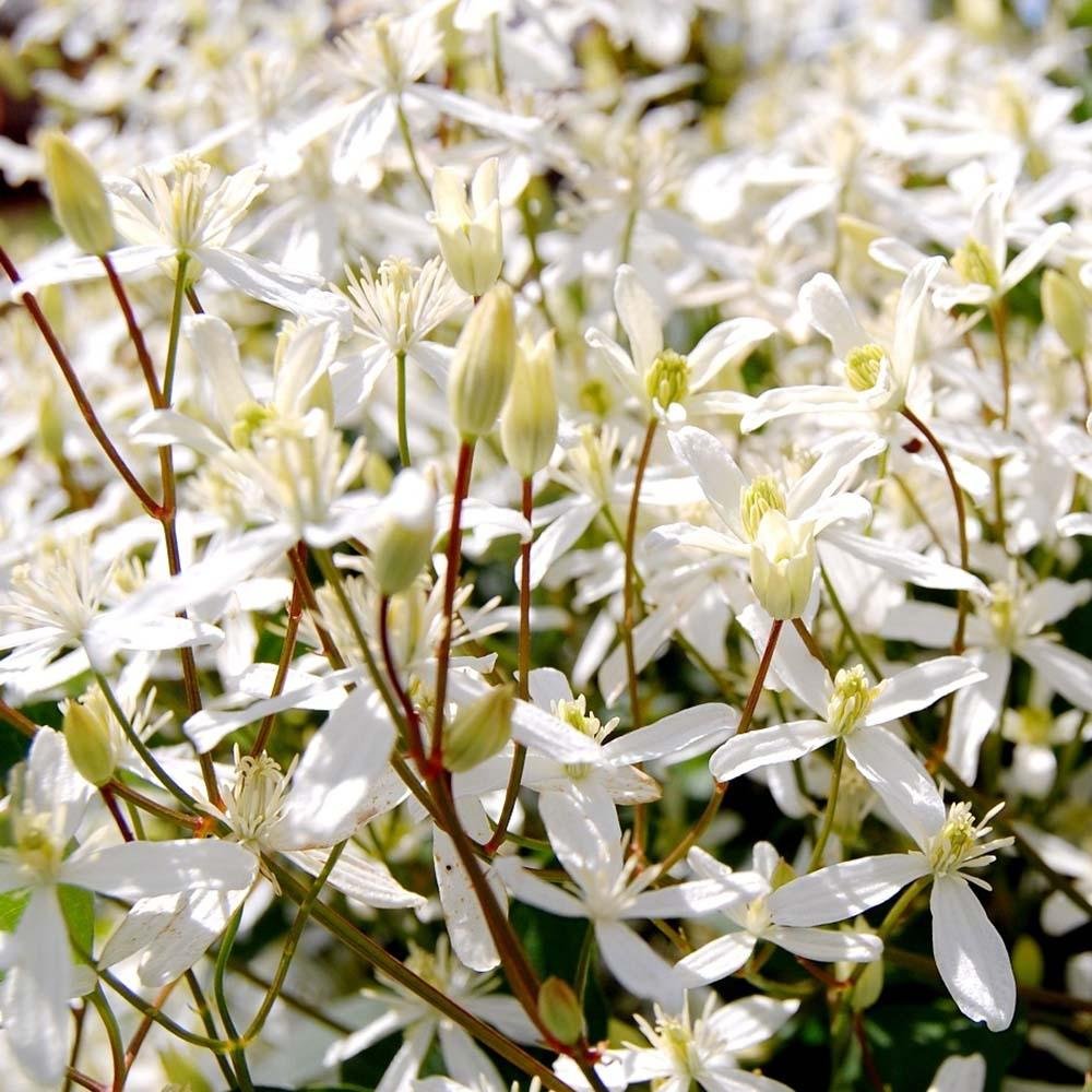 Clematis Mandshurica, cu Flori Albe, Cataratoare