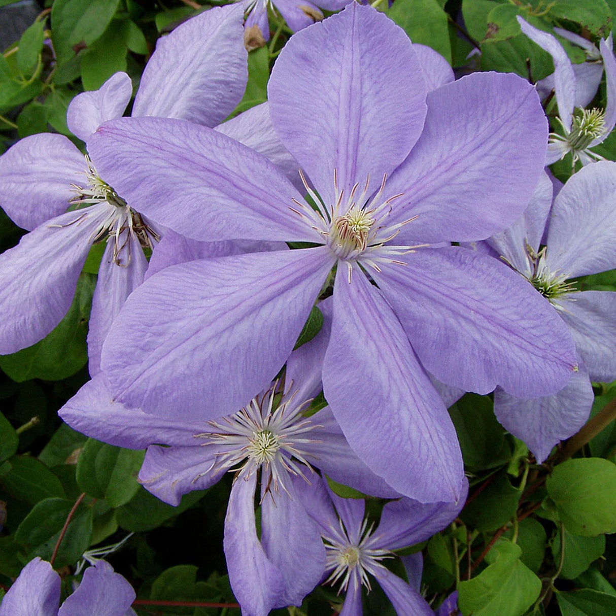 Black Friday - Reduceri Clematis (Clematita) Mrs Cholmondeley, cu flori albastre-deschise, cataratoare Promotie