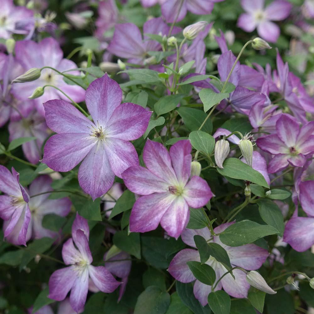 Clematis Pernnille, 60 cm la livrare, in ghiveci de 2L