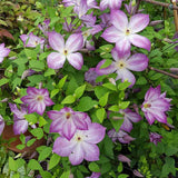 Clematis Pernnille, 60 cm la livrare, in ghiveci de 2L