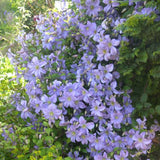 Black Friday - Reduceri Clematis (Clematita) Prince Charles, cu flori albastre-deschise, cataratoare Promotie