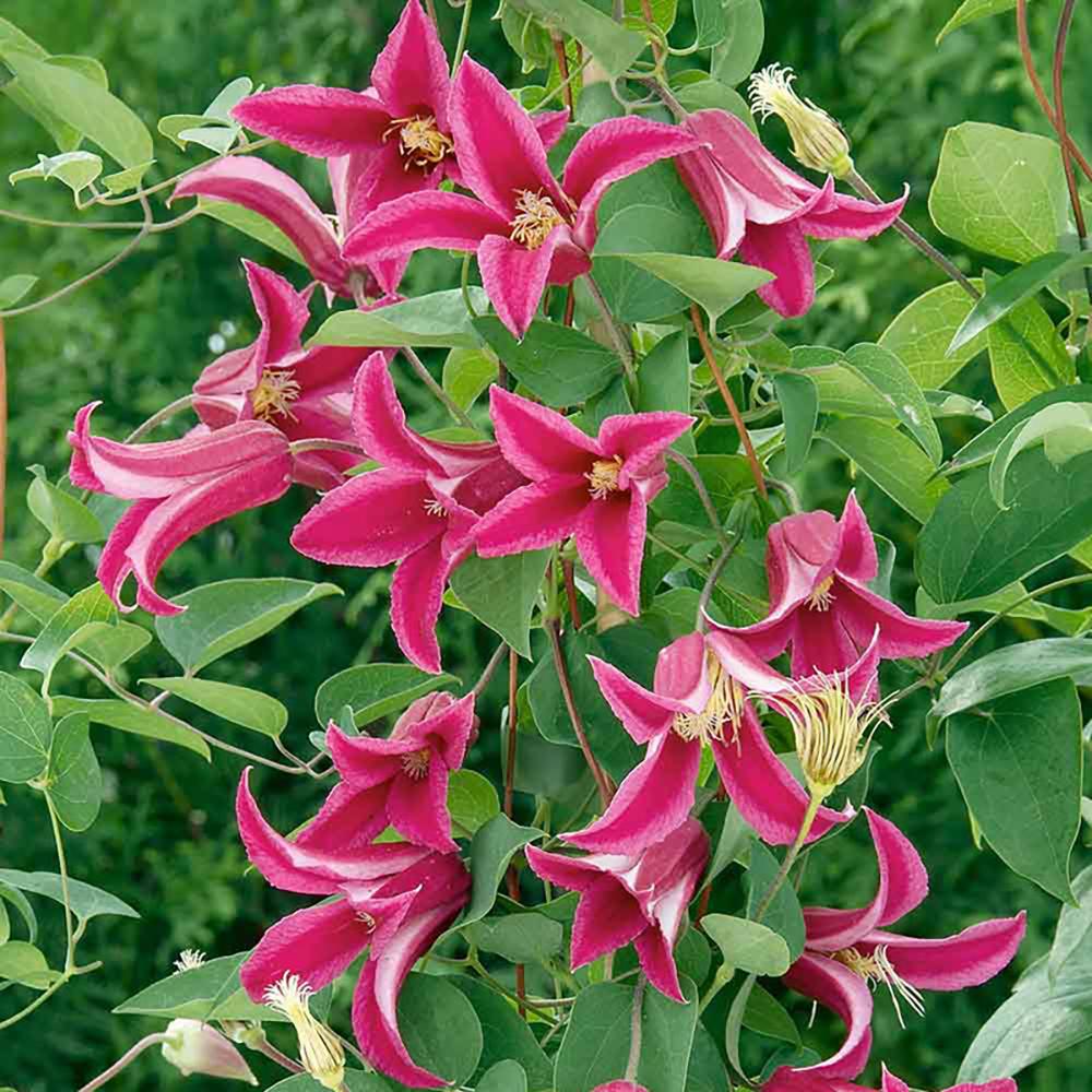 Clematis Princess Diana, 40-  60 inaltime, in ghiveci de 2L