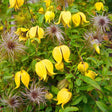 Black Friday - Reduceri Clematis Tibetana Tanguatica, cu Flori galbene, Cataratoare Promotie