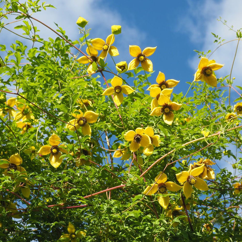 Clematis Tibetana Tanguatica, cu Flori galbene, Cataratoare - VERDENA-65 cm inaltime, livrat in ghiveci de 2 l