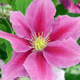 Clematis Vicky, cu Flori purpurii cu inima alba, Cataratoare - VERDENA-70 cm inaltime, livrat in ghiveci de 4 l