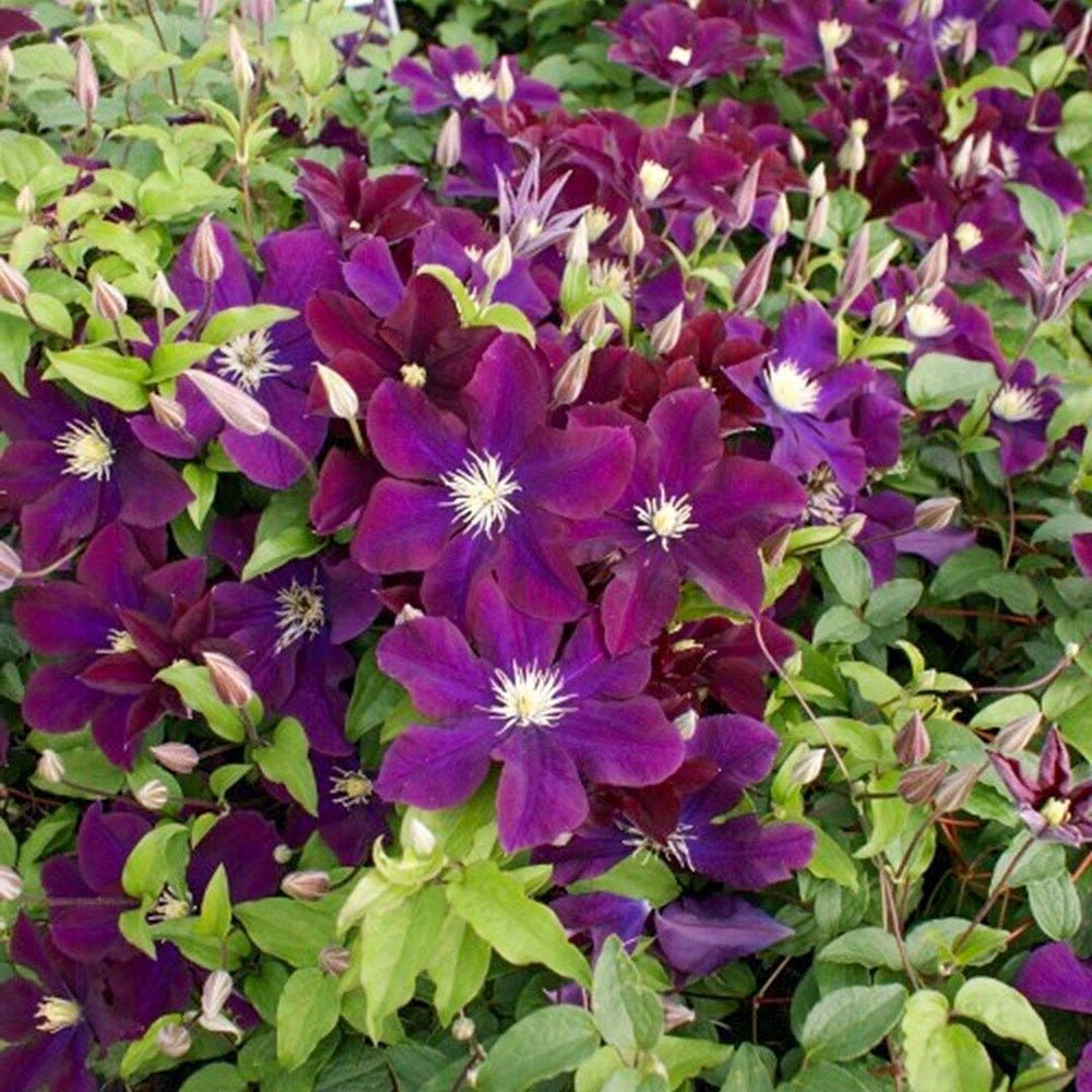 Clematis Warzawska Nike - VERDENA-40- 60 inaltime, in ghiveci de 2L