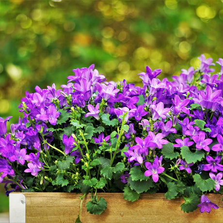 Clopotel (Campanula) Portenschlagiana, livrat in ghiveci de 0.5L