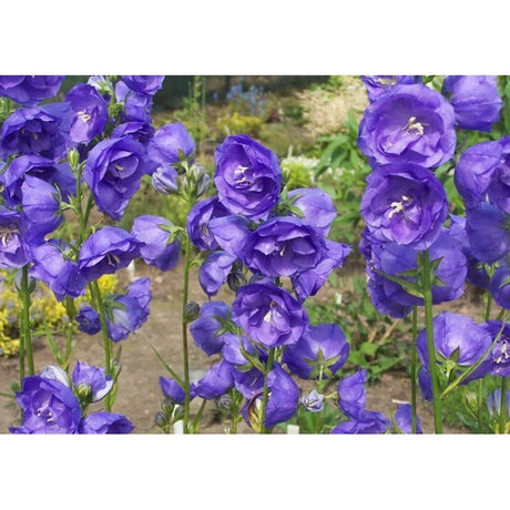 Clopotel (Campanula) Azure Beauty, 25 cm inaltime, in ghiveci de 2L