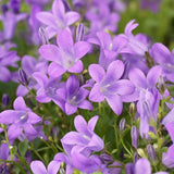 Clopotel (Campanula) Catharina, 20-25 cm. la livrare, in ghiveci de 3L