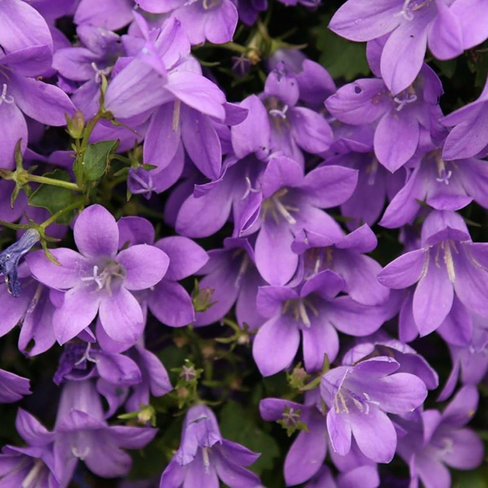 Clopotel (Campanula) Catharina, 20-25 cm. la livrare, in ghiveci de 3L