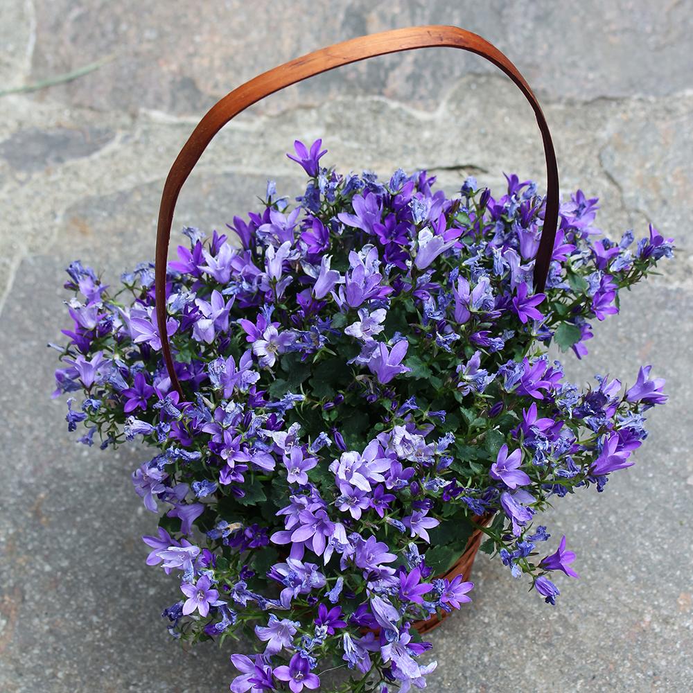 Clopotel (Campanula) Catharina, 20-25 cm. la livrare, in ghiveci de 3L