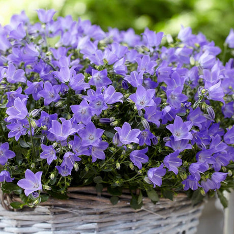 Clopotel (Campanula) Spring Bell - VERDENA-20-25 cm inaltime livrat in ghiveci de 1.2 L