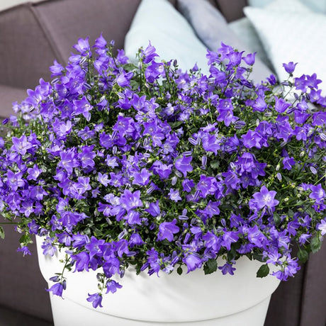 Clopotel (Campanula) Spring Bell