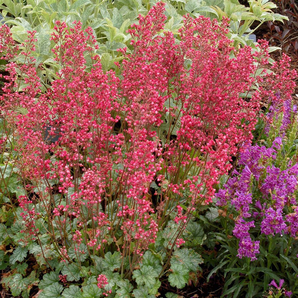 Clopotel purpuriu (Heuchera) Paris, acoperitor de sol - VERDENA-40 cm inaltime, livrat in ghiveci de 3 l