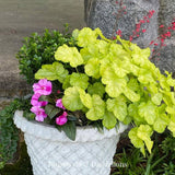 Black Friday - Reduceri Clopotel purpuriu verde (Heuchera) Electra Lime, acoperitor de sol Promotie