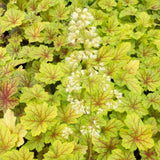 Black Friday - Reduceri Clopotel purpuriu verde (Heuchera) Electra Lime, acoperitor de sol Promotie