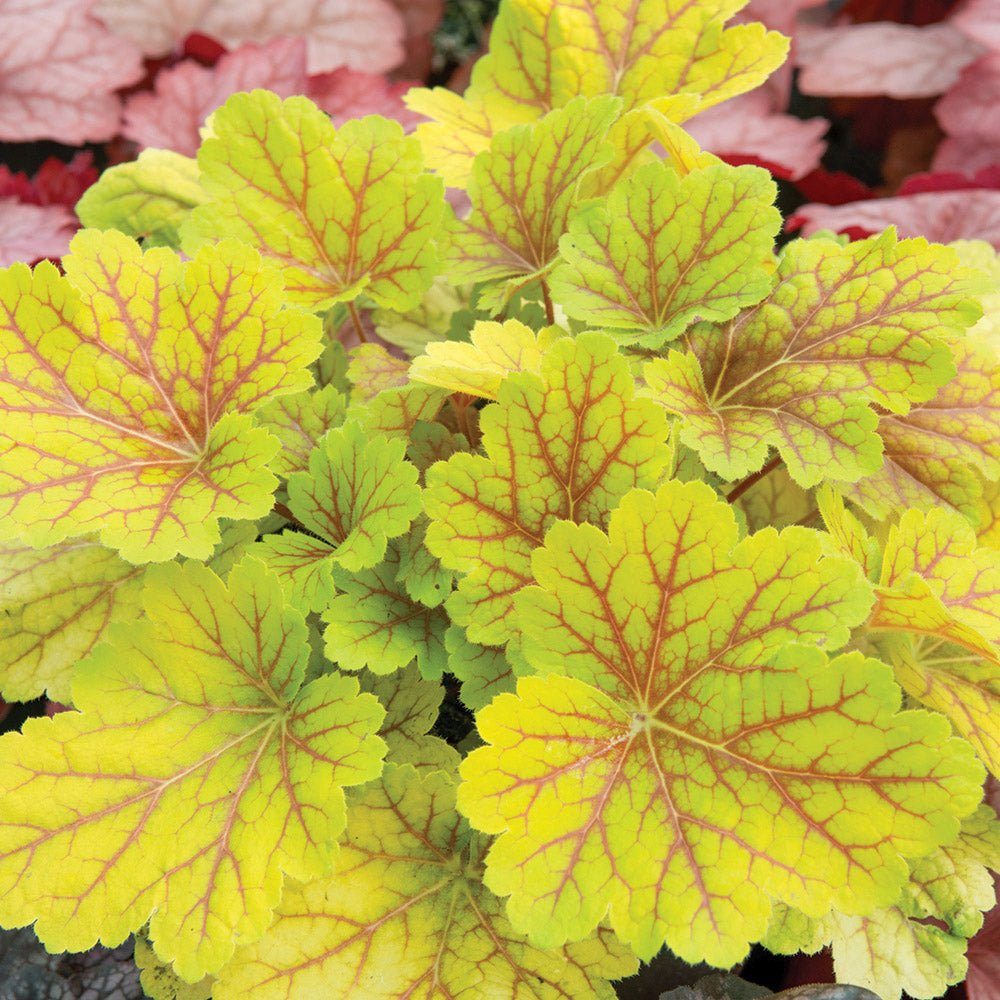 Black Friday - Reduceri Clopotel purpuriu verde (Heuchera) Electra Lime, acoperitor de sol Promotie